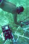 Diver tending submerged instruments